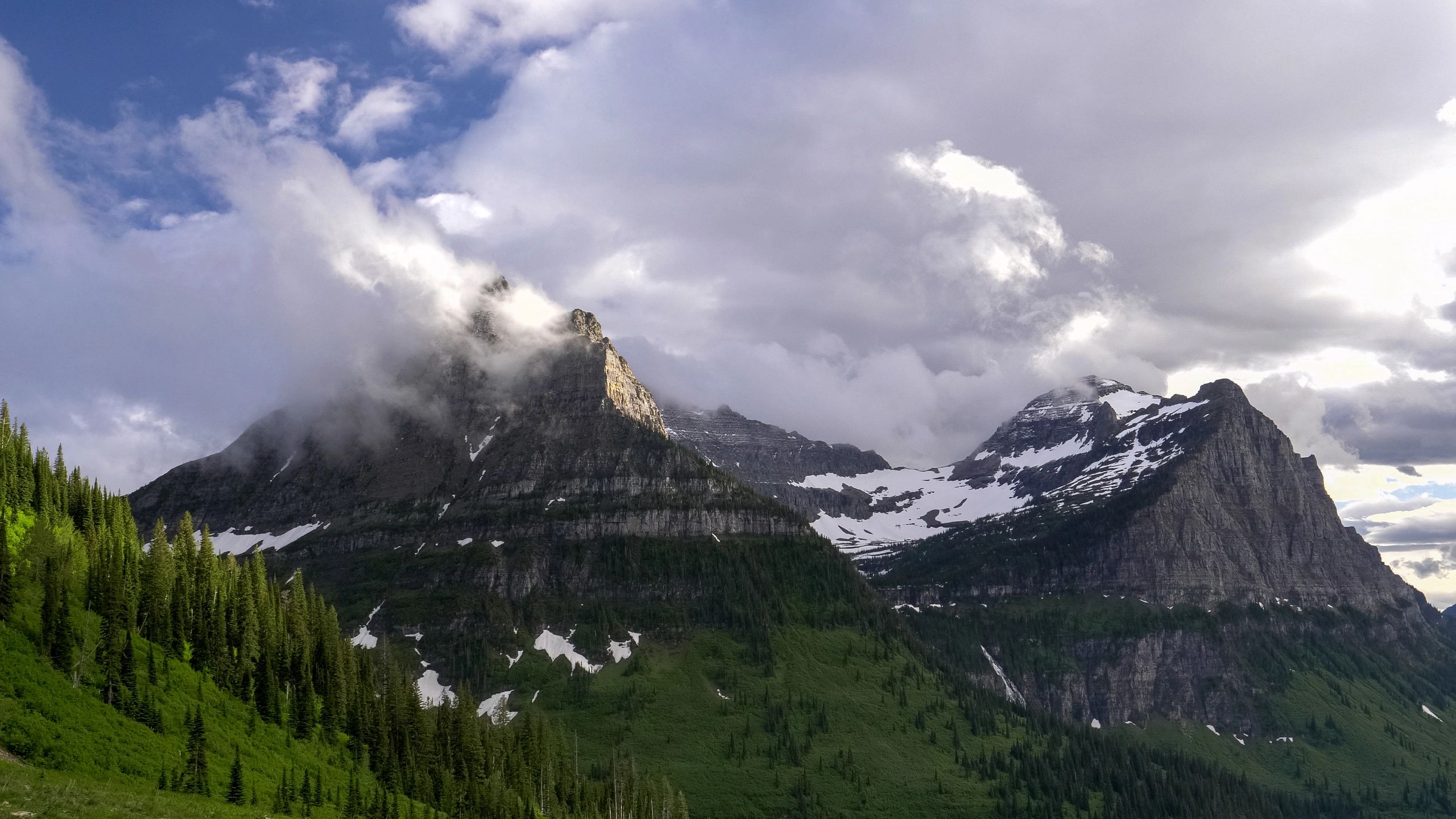 Montana forest landscape