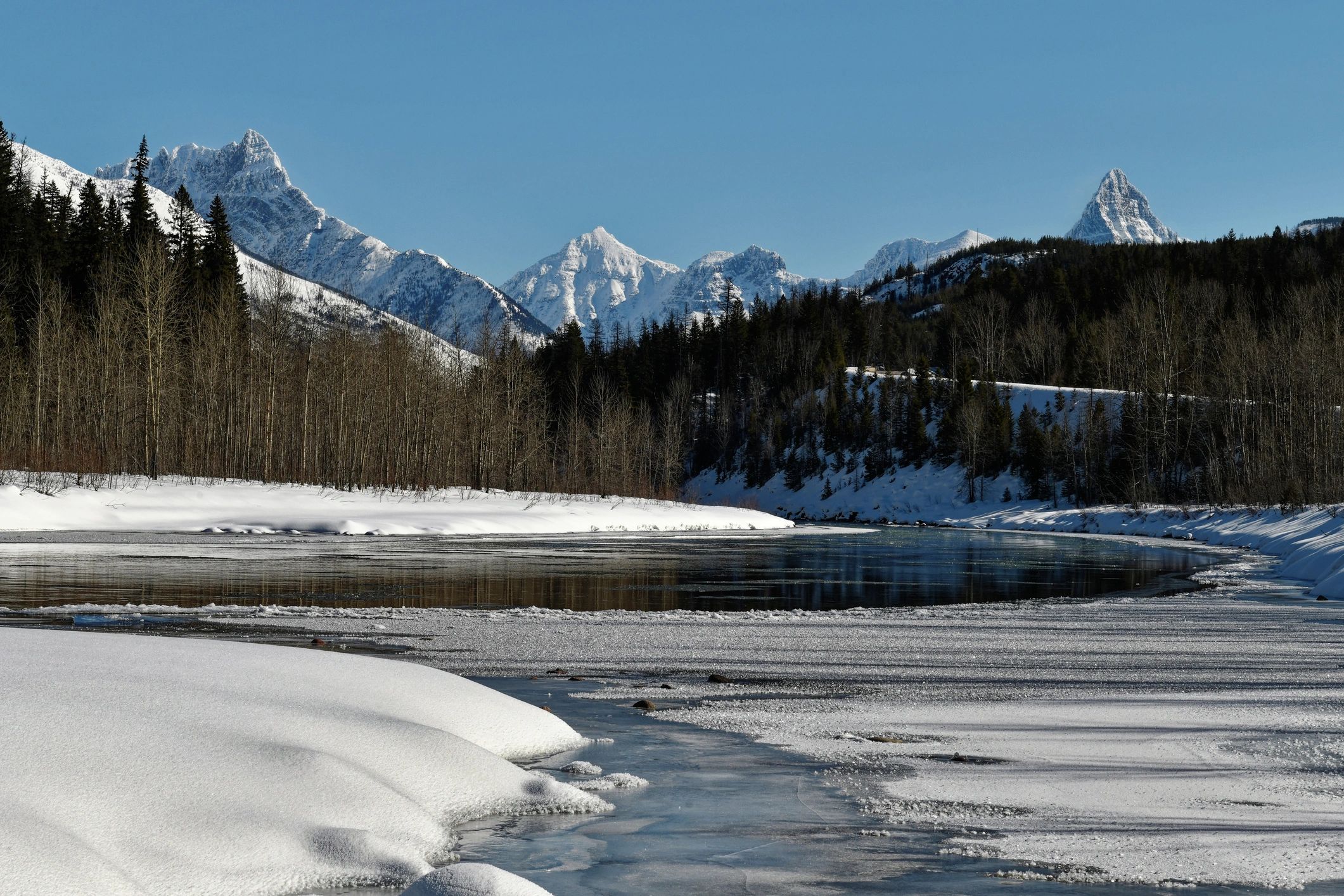 Montana winter forest