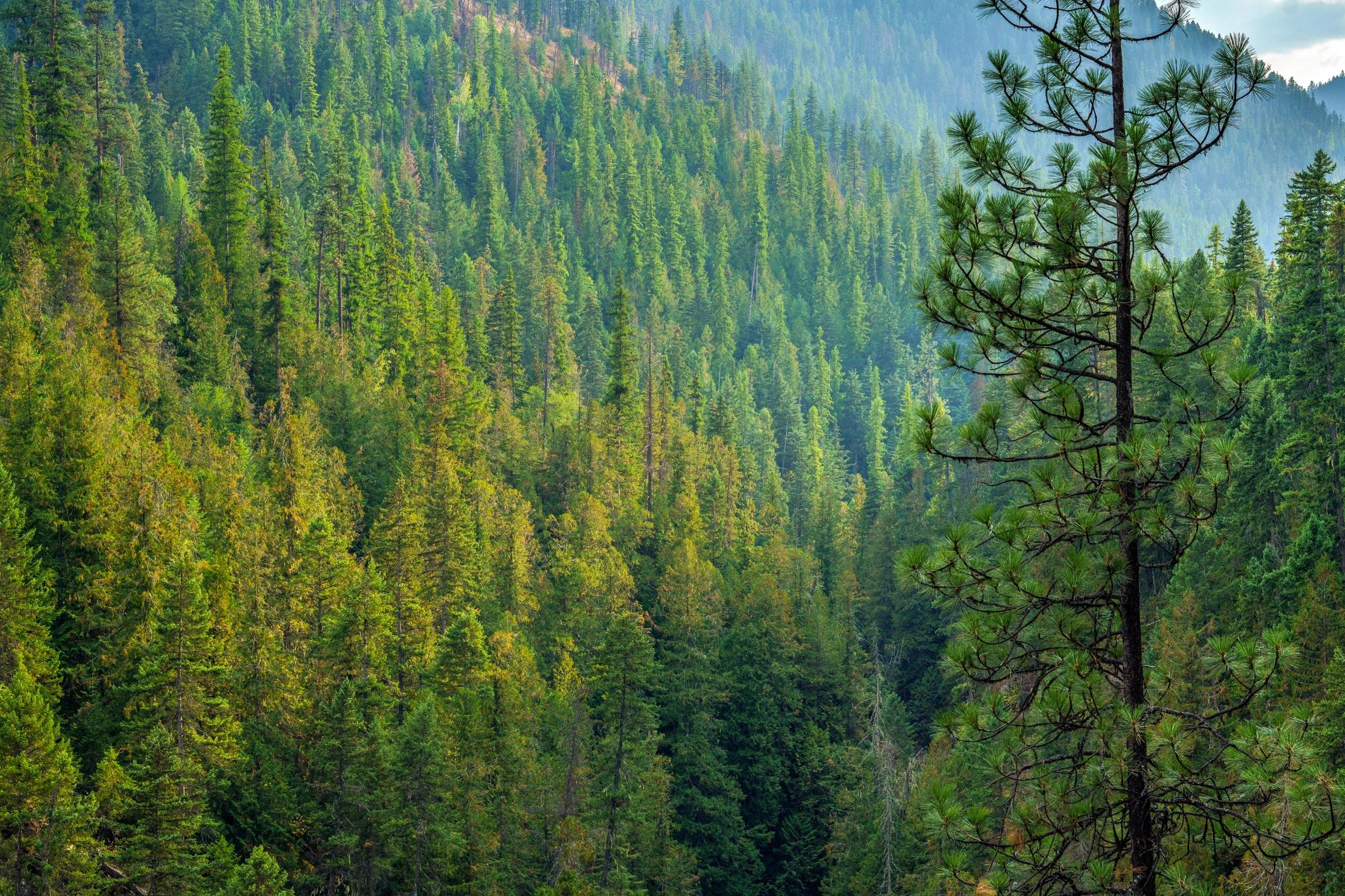 Libby Montana landscape