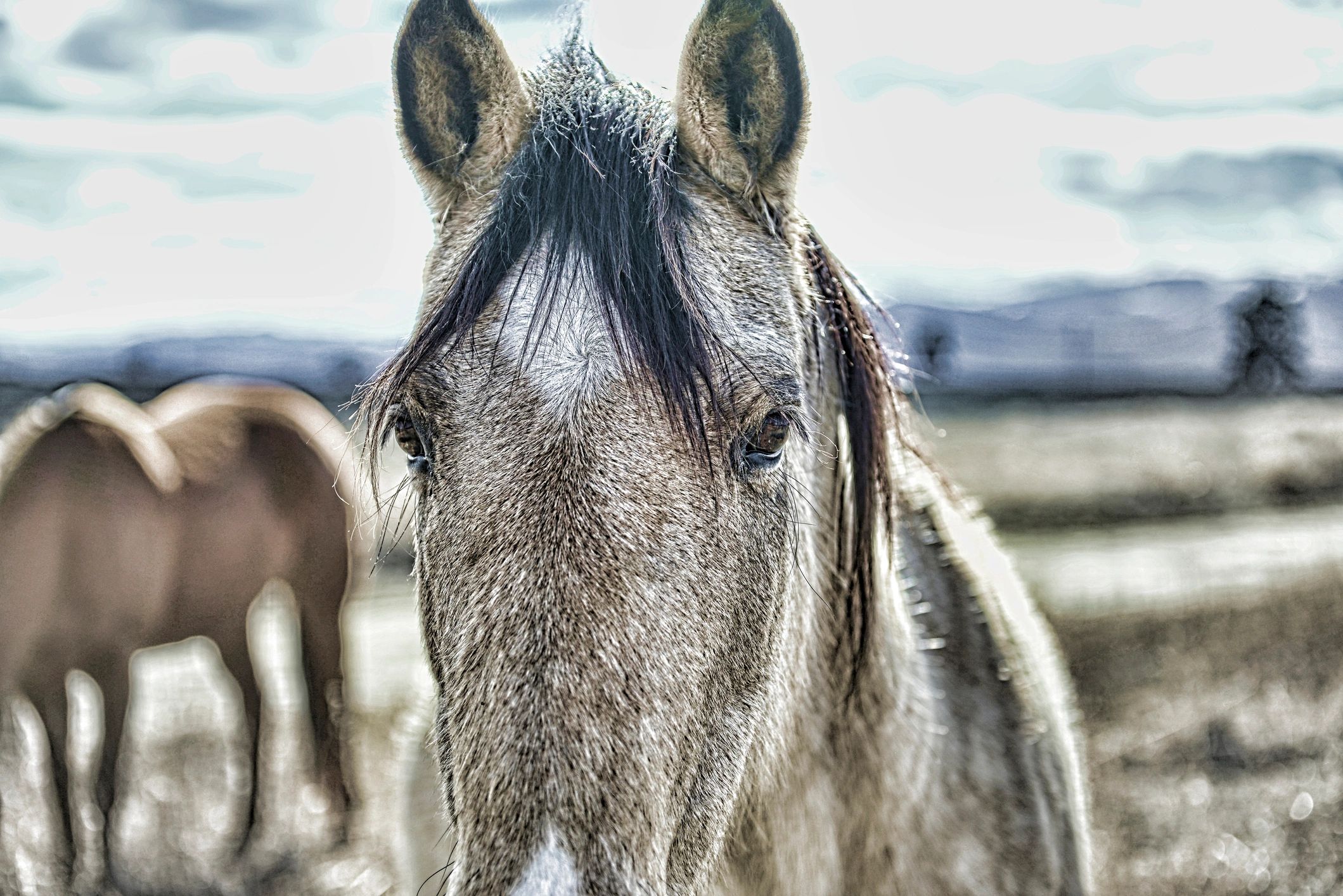 Libby Montana wildlife winter